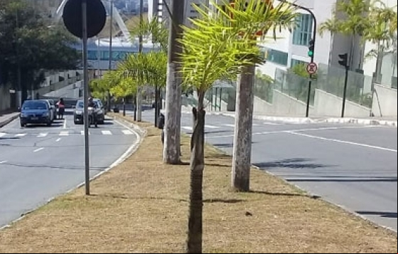 Empav faz manutenção em canteiros centrais, poda de grama e aplicação de formicida