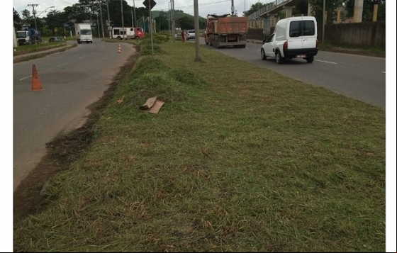 Empav realiza mais de 40 intervenções de cortes e podas de árvores Empav realiza mais de 40 intervenções de cortes e podas de árvores