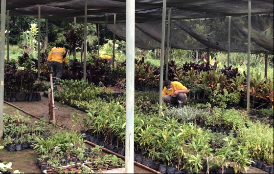 Acauteladas do Sistema Prisional de Juiz de Fora prestam serviços no Horto Florestal Acauteladas do Sistema Prisional de Juiz de Fora prestam serviços no Horto Florestal