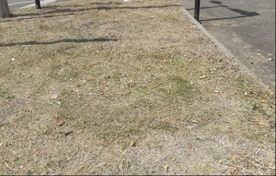 Canteiros centrais da Avenida Rio Branco são atendidos pelo Programa Boniteza Canteiros centrais da Avenida Rio Branco são atendidos pelo Programa Boniteza