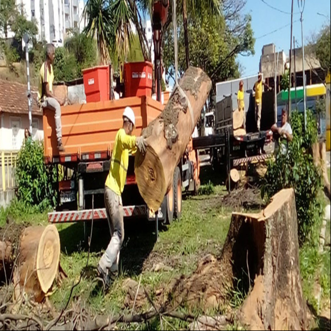Prefeitura realiza intervenções preventivas em árvores da cidade Prefeitura realiza intervenções preventivas em árvores da cidade