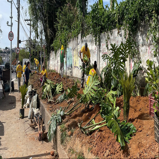 Prefeitura realiza mais uma ação de plantio de mudas na avenida Brasil Prefeitura realiza mais uma ação de plantio de mudas na avenida Brasil