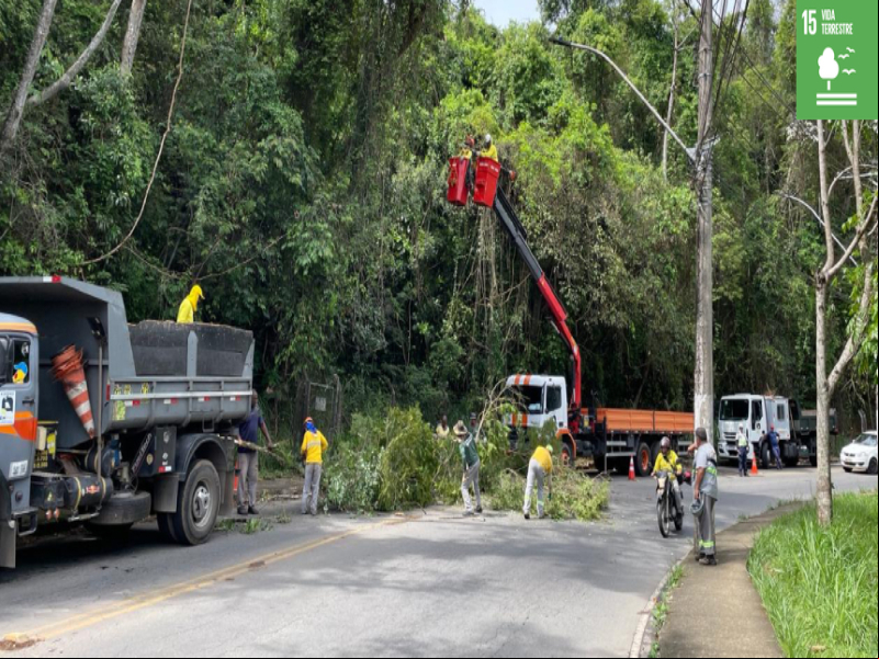 PJF intensifica ações de poda preventiva de árvores em toda a cidade PJF intensifica ações de poda preventiva de árvores em toda a cidade