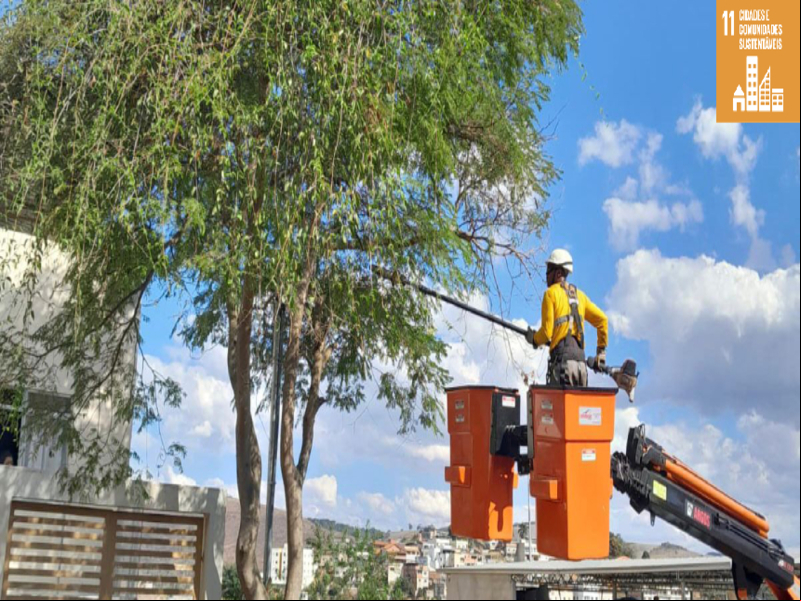 PJF realiza mais de 600 podas de árvores no mês de agosto PJF realiza mais de 600 podas de árvores no mês de agosto