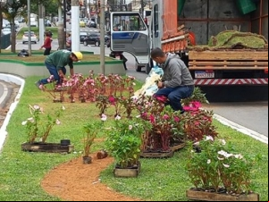 PJF dá sequência à revitalização dos canteiros com plantio de mudas na Rio Branco