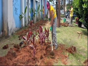 Prefeitura realiza revitalização com plantio de 520 mudas em canteiro na Avenida Brasil