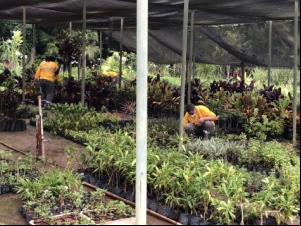 Acauteladas do Sistema Prisional de Juiz de Fora prestam serviços no Horto Florestal