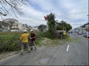 PJF dá sequência às podas de árvores na Av. Brasil
