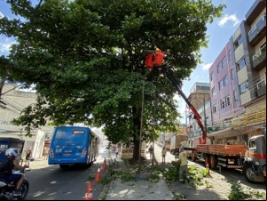 Com ações preventivas, Prefeitura supera o número de podas de árvores de 2021