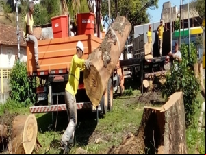 Prefeitura realiza intervenções preventivas em árvores da cidade