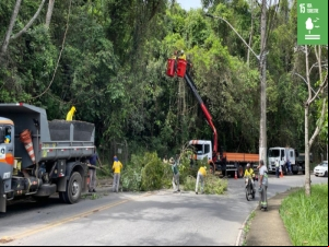 PJF intensifica ações de poda preventiva de árvores em toda a cidade