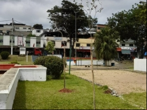 PJF dá sequência ao projeto de plantio de mudas em Juiz de Fora