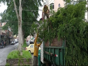 Prefeitura intensifica ações de poda preventiva de árvores na cidade