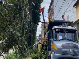 PJF realiza mais de 670 podas de árvore de janeiro até março de 2023