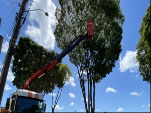 Prefeitura realiza poda de árvores em mais de dez bairros nesta semana