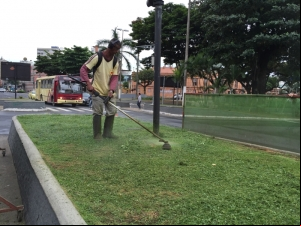 Poda de árvores é feita em quatro locais nesta segunda
