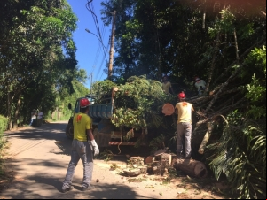 Empav realiza poda e corte de árvores no Bosque do Imperador