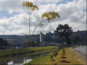 Avenida Brasil é contemplada com o plantio de 120 árvores